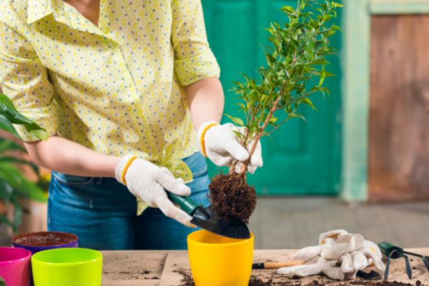 Admar de Carvalho Martins